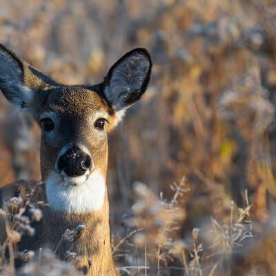 White-tailed deer (Odocoileus virginianus)