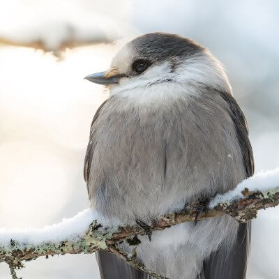 Canada Jay (Perisoreus canadensis)