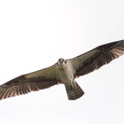 Osprey (Pandion haliaetus) 