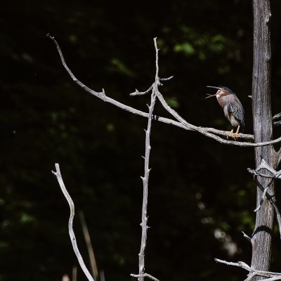 Green Heron (Butorides virescens)